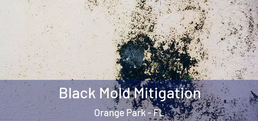  Black Mold Mitigation Orange Park - FL