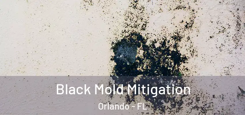  Black Mold Mitigation Orlando - FL