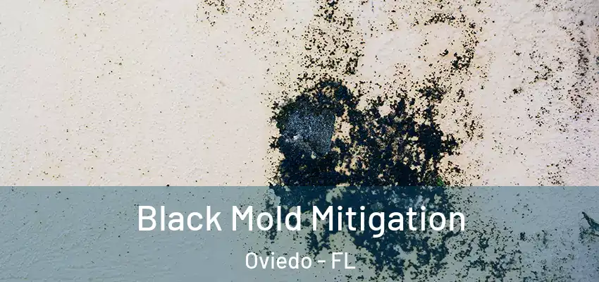 Black Mold Mitigation Oviedo - FL