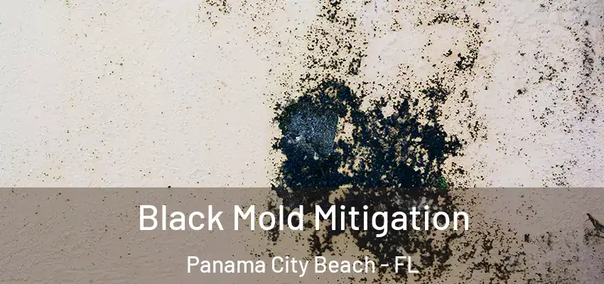  Black Mold Mitigation Panama City Beach - FL
