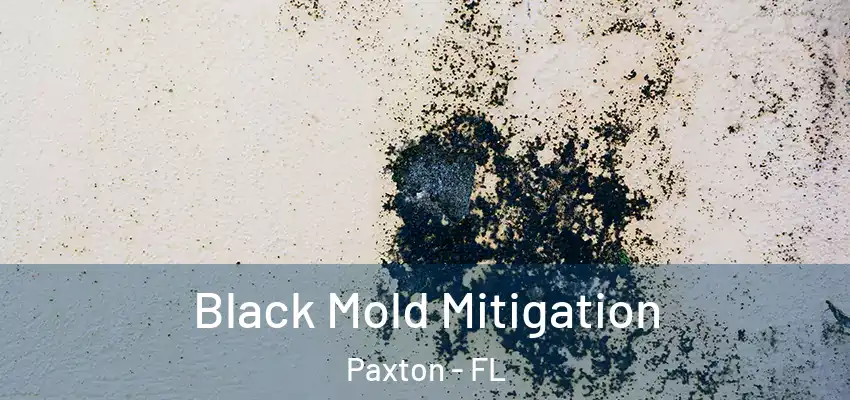  Black Mold Mitigation Paxton - FL