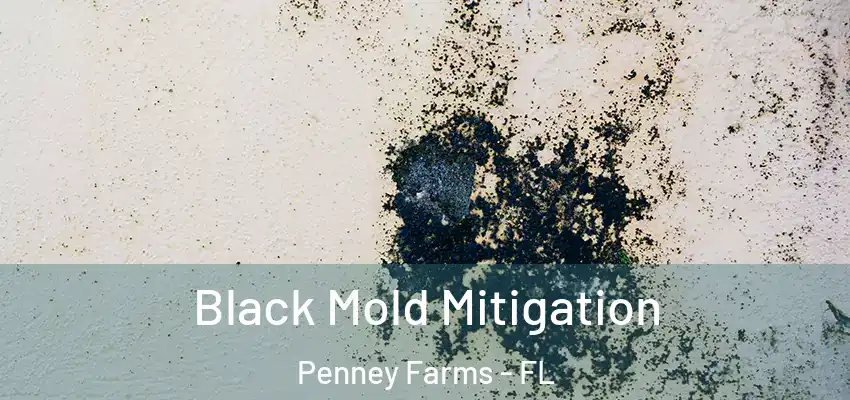 Black Mold Mitigation Penney Farms - FL