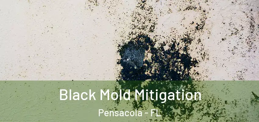 Black Mold Mitigation Pensacola - FL