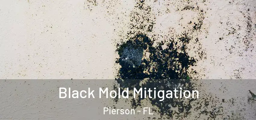  Black Mold Mitigation Pierson - FL
