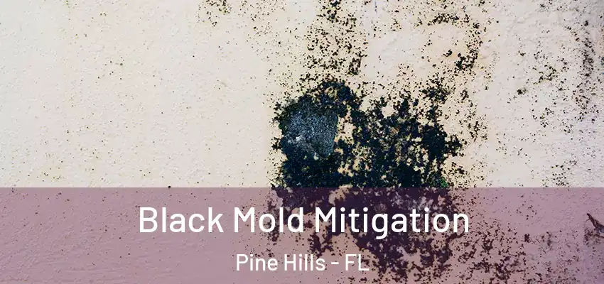  Black Mold Mitigation Pine Hills - FL
