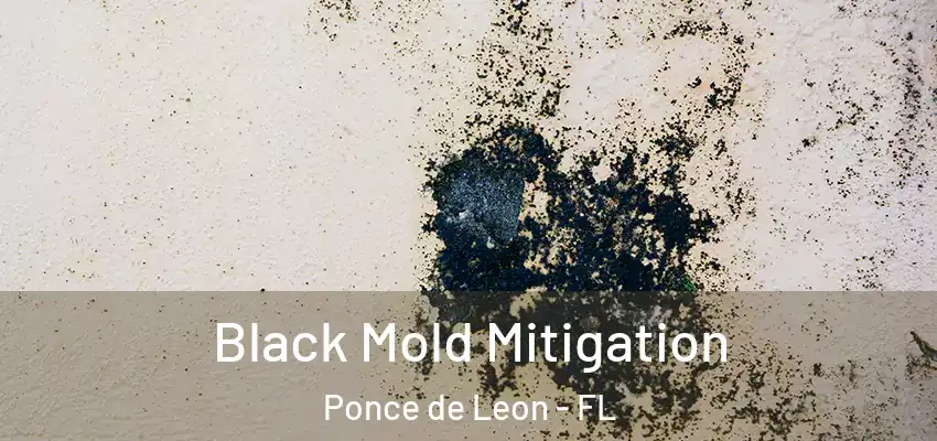  Black Mold Mitigation Ponce de Leon - FL