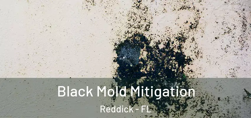  Black Mold Mitigation Reddick - FL