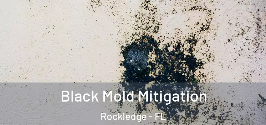  Black Mold Mitigation Rockledge - FL