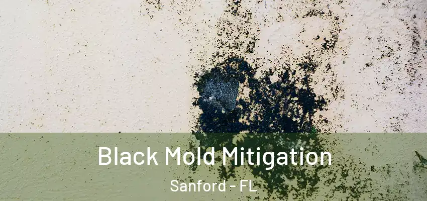 Black Mold Mitigation Sanford - FL