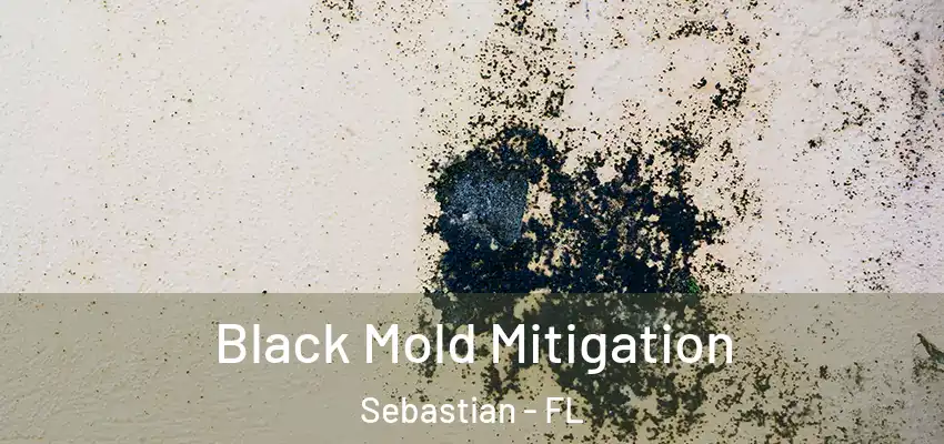  Black Mold Mitigation Sebastian - FL