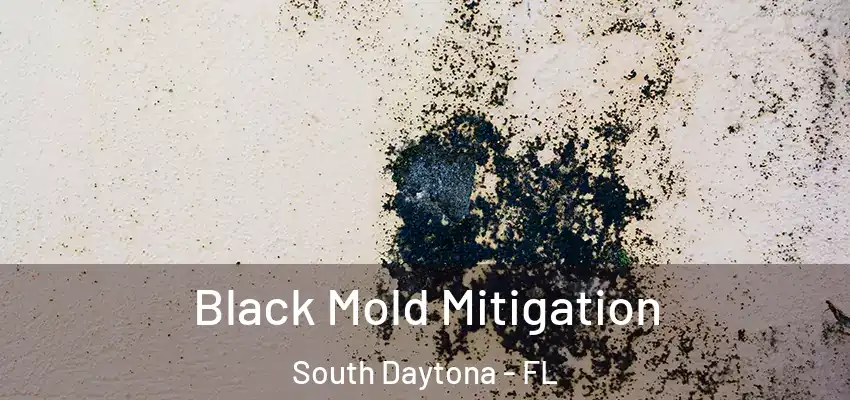  Black Mold Mitigation South Daytona - FL