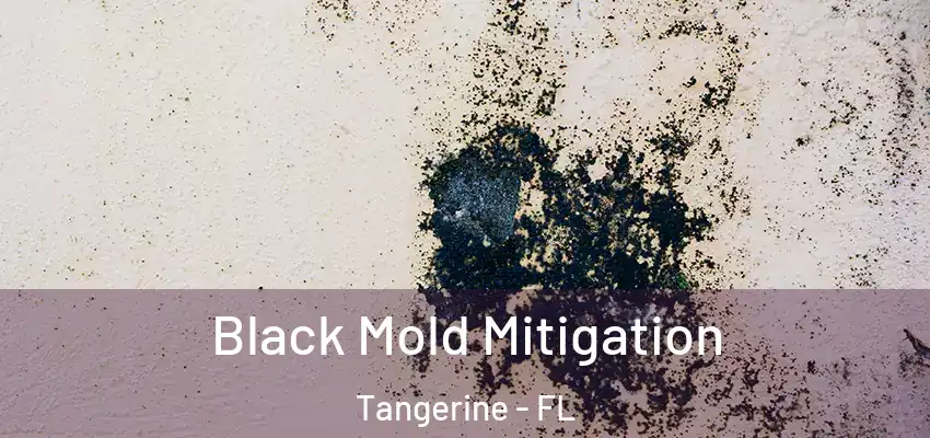  Black Mold Mitigation Tangerine - FL