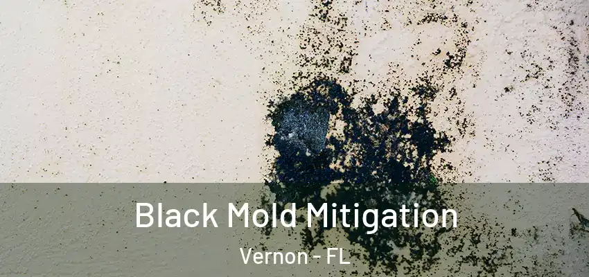  Black Mold Mitigation Vernon - FL