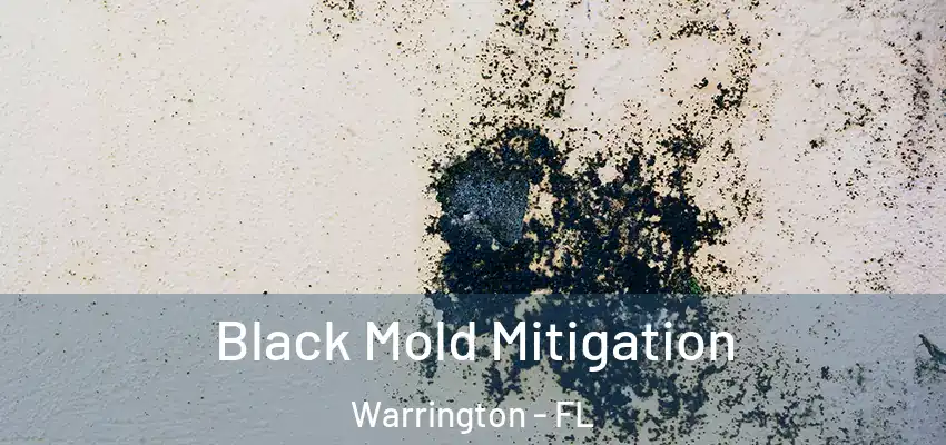 Black Mold Mitigation Warrington - FL