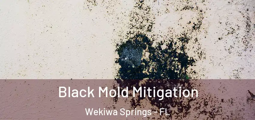  Black Mold Mitigation Wekiwa Springs - FL