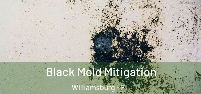 Black Mold Mitigation Williamsburg - FL