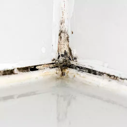 Trusted Black Mold in Shower Experts in Panama City, FL
