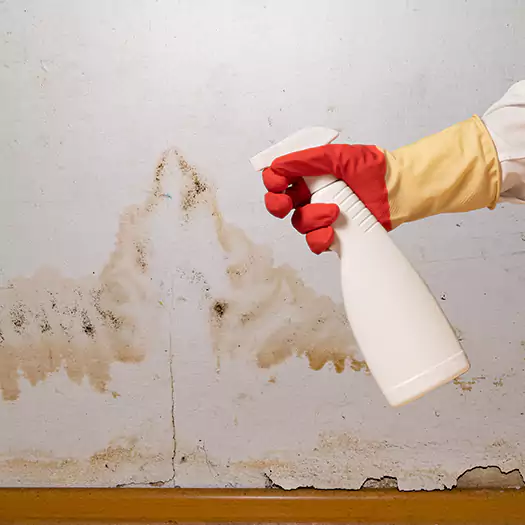 Trusted Black Mold Mitigation Specialists in Panama City, FL