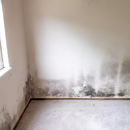 Trusted Mold Cleanup Specialists in Panama City, FL