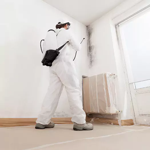 Trusted Mold Damage Experts in Panama City, FL