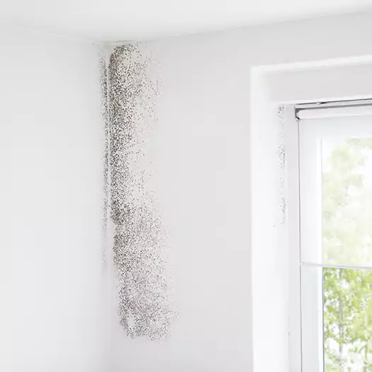 Trusted Mold Eradication Professionals Serving in Panama City, FL