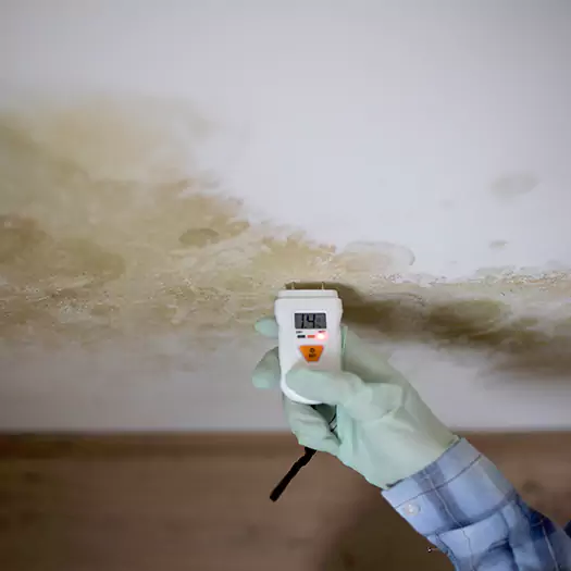 Reliable Mold Inspection Experts in Panama City, FL