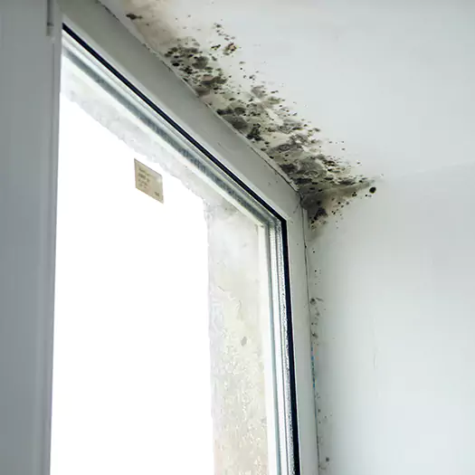 Experienced Mold Mitigation Specialists in Panama City, FL