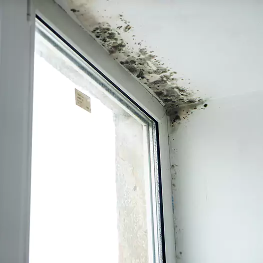 Trusted Mold on Bathroom Ceiling Experts in Panama City, FL