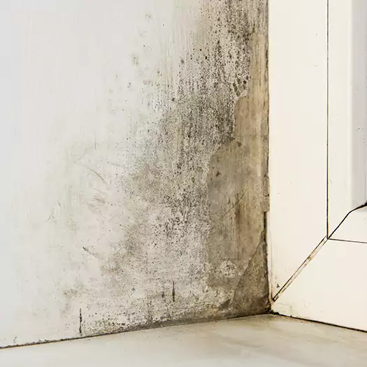 Skilled Mold on Drywall Experts in Panama City, FL