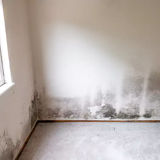 Trusted Mold on the Wall Experts in Panama City, FL