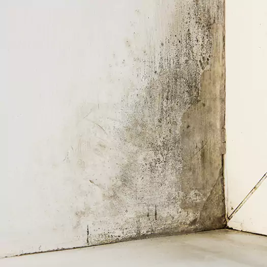 #1 Mold Remediation and Removal Experts in Panama City, FL