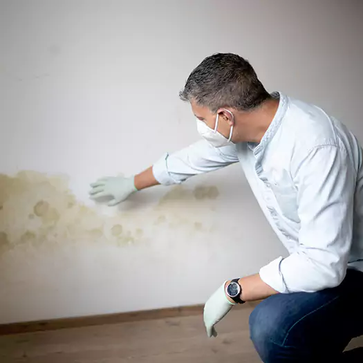 Trusted Mold Remediation and Removal Experts in Panama City, FL