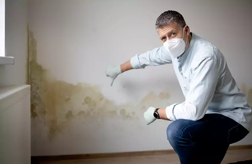 Mold Removal in Panama City, FL