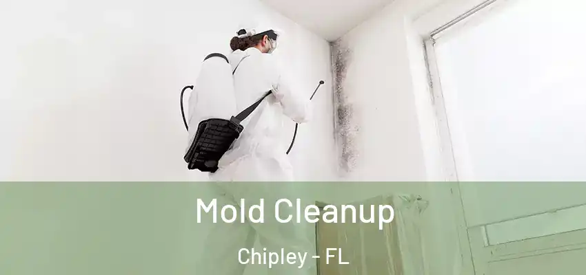  Mold Cleanup Chipley - FL