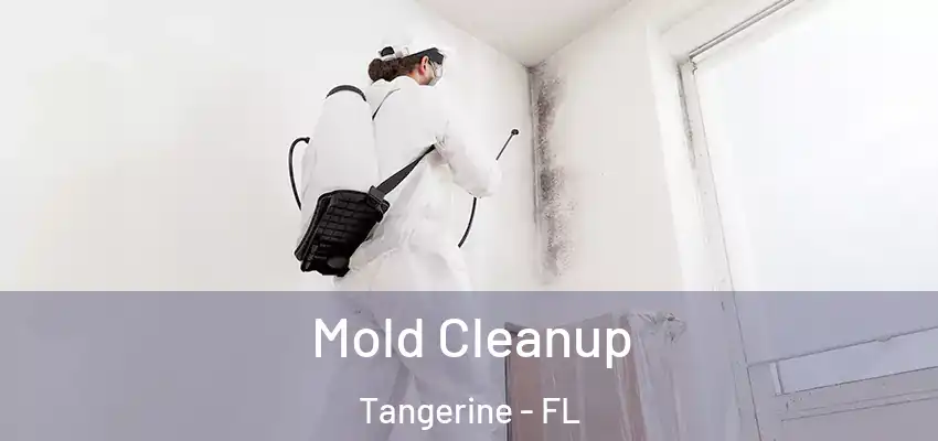  Mold Cleanup Tangerine - FL