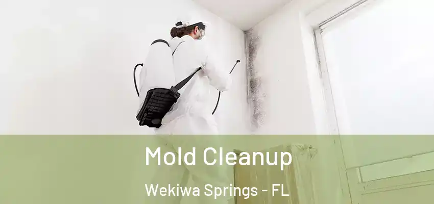  Mold Cleanup Wekiwa Springs - FL