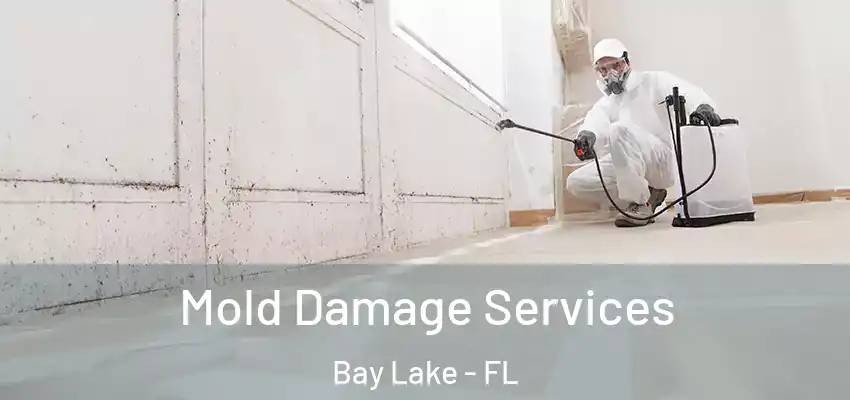  Mold Damage Services Bay Lake - FL