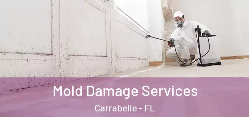  Mold Damage Services Carrabelle - FL
