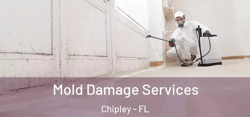  Mold Damage Services Chipley - FL