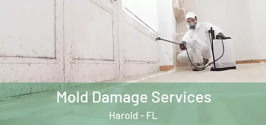  Mold Damage Services Harold - FL