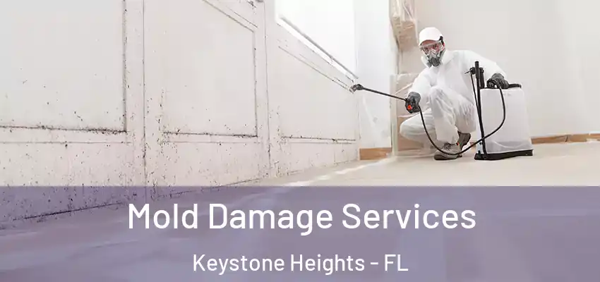  Mold Damage Services Keystone Heights - FL