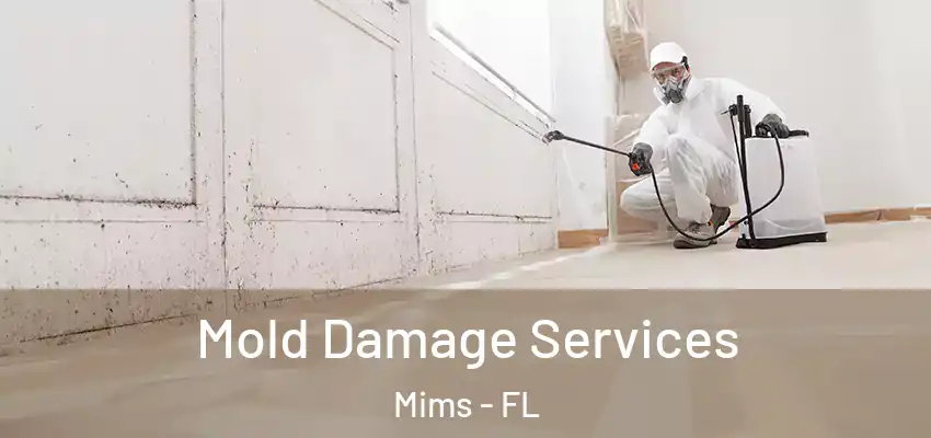  Mold Damage Services Mims - FL