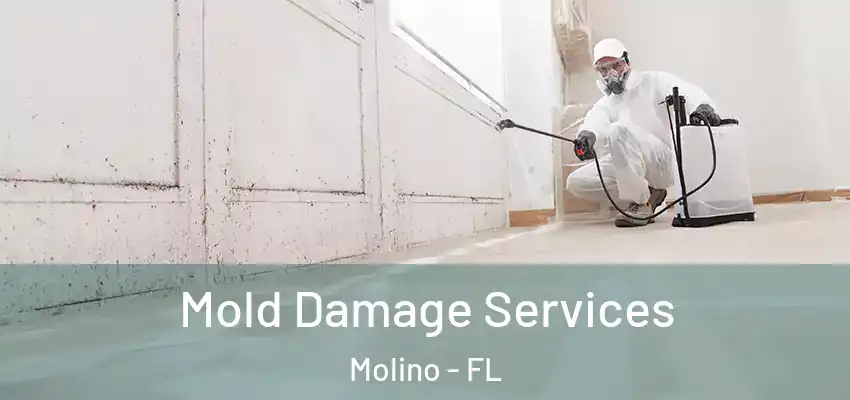  Mold Damage Services Molino - FL