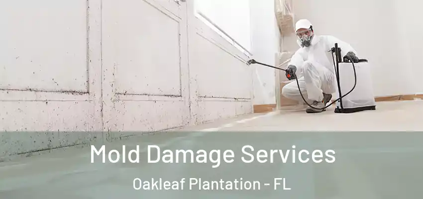  Mold Damage Services Oakleaf Plantation - FL