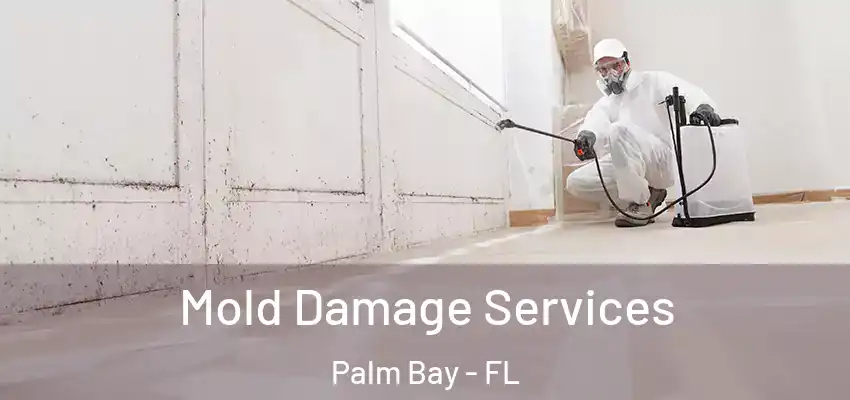 Mold Damage Services Palm Bay - FL