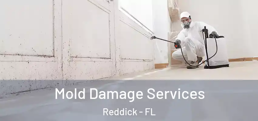  Mold Damage Services Reddick - FL