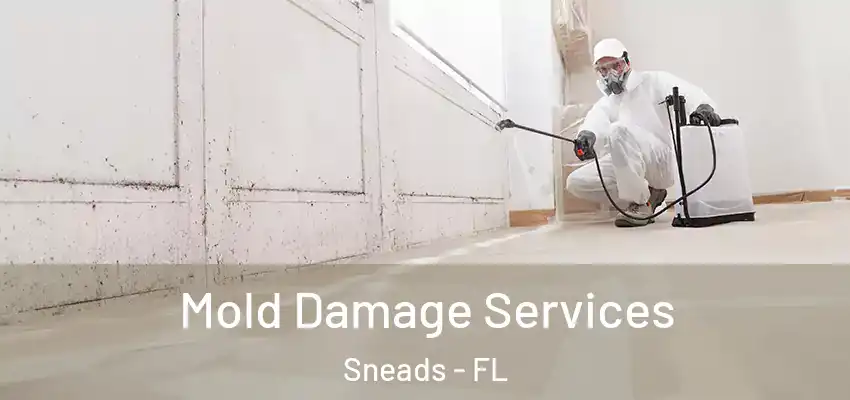  Mold Damage Services Sneads - FL