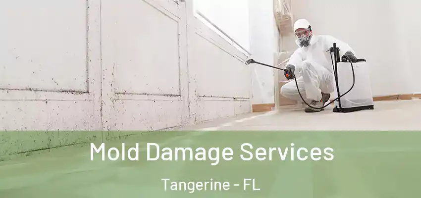  Mold Damage Services Tangerine - FL