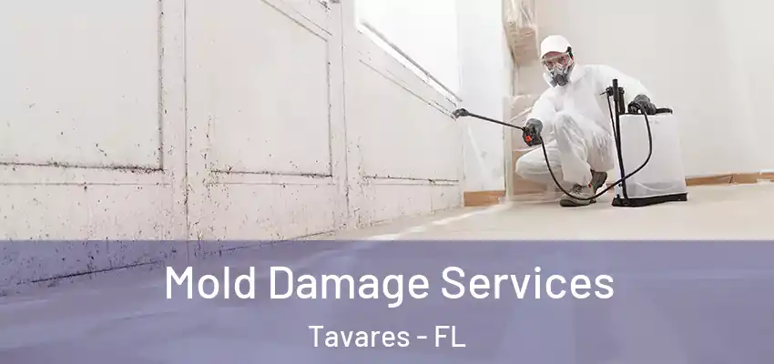  Mold Damage Services Tavares - FL