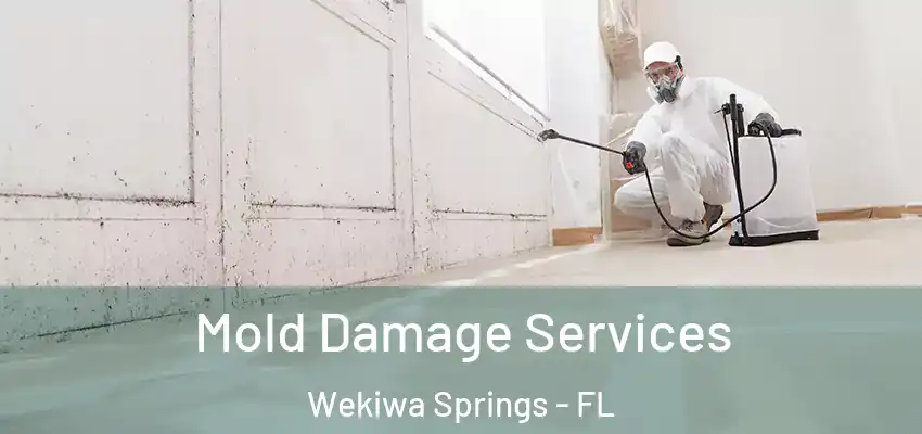  Mold Damage Services Wekiwa Springs - FL